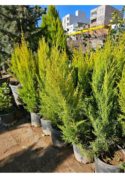 Limon Servi Çam Fidanı ( Limon Kokulu ) 1 Metre Boy