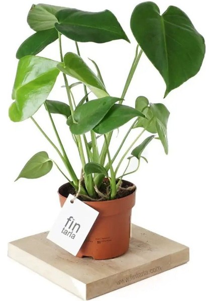 Deve Tabanı - Monstera Osa - 50 cm Boyunda