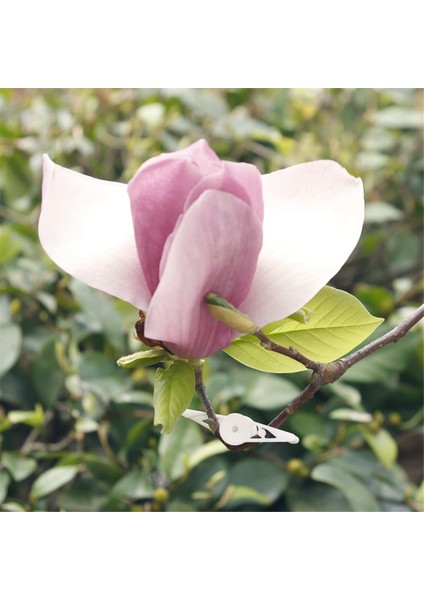 Düşük Eğitimi Için 60 Adet 360 Derece Ayarlanabilir Bitki Klipsi (Yurt Dışından) modelleri