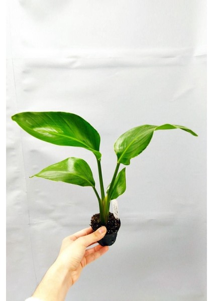 Strelitzia Nicolai 'starliçe' - Beyaz Cennet Kuşu Çiçeği - Ev Ofis Salon Iç Mekan Bitkisi - 35 cm