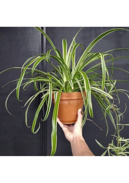 Chlorophytum Comosum Kurdele Çiçeği Askılı Saksıda Dolgun Formlu fiyatları