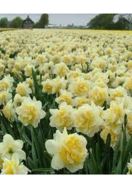 Mis Kokulu Karaburun Nergiz (Nergis) Soğanı 10 Adet fiyatları