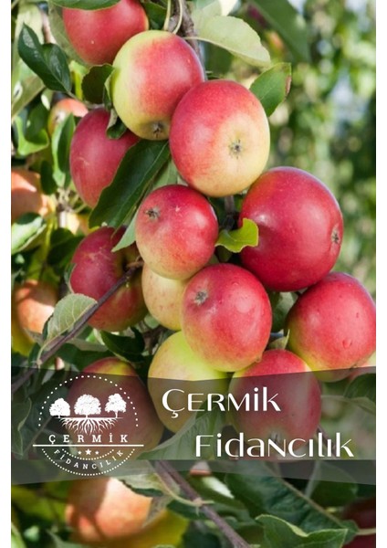 Aşılı Amasya Misket Elma Fidanı 3 Yaş