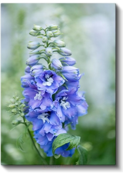 Mavi Hezaren Çiçeği - Doğal Bahçe Çiçeği Kanvas Tablo fiyatları