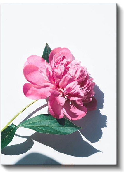 Pembe Şakayık - Modern Botanik Fotoğraf Kanvas Tablo fiyatları