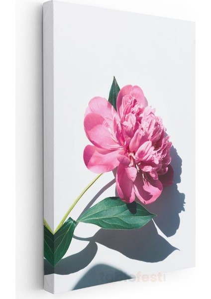Pembe Şakayık - Modern Botanik Fotoğraf Kanvas Tablo modelleri