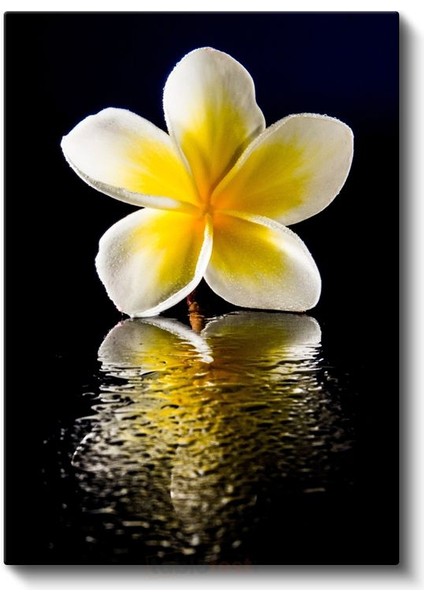 Plumeria Çiçeği - Siyah Fonda Yansıma Kanvas Tablo