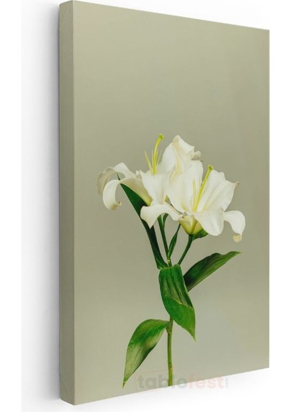 Beyaz Lilyum - Minimalist Çiçek Portresi Kanvas Tablo