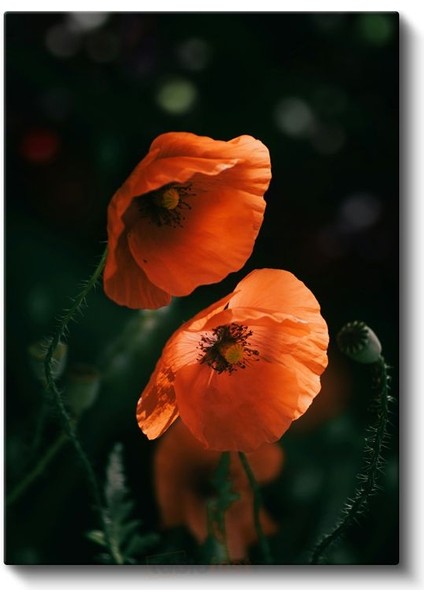 Turuncu Gelincikler - Koyu Zeminde Parlak Haşhaş Çiçekleri Kanvas Tablo fiyatları