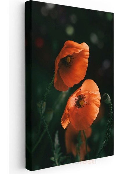 Turuncu Gelincikler - Koyu Zeminde Parlak Haşhaş Çiçekleri Kanvas Tablo modelleri