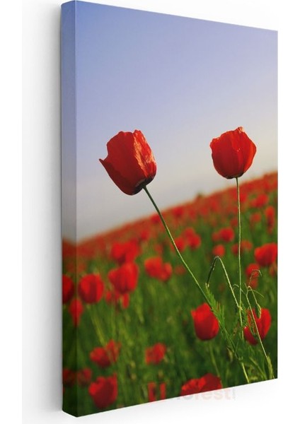 Gelincik Manzarası - Kırmızı Çiçekler ve Mavi Gökyüzü Kanvas Tablo