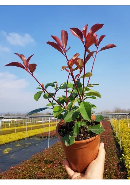 Boylu Alev Fidanı fiyatları