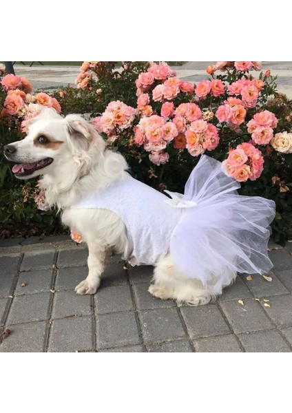 Kedi ve Köpek Gelinliği