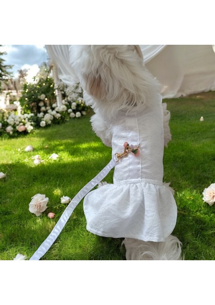 Kedi ve Köpek Gelinliği