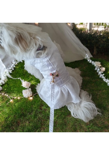 Kedi ve Köpek Gelinliği