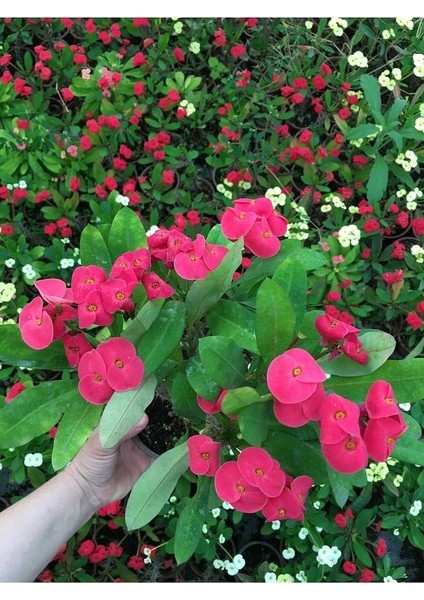 Balkonlarınızı ve Camlarınızı Süsleyen Pembe Dikenler Tacı