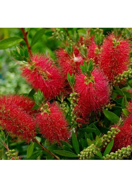 Callistemon Laevis Fırça Çalısı Fidanı