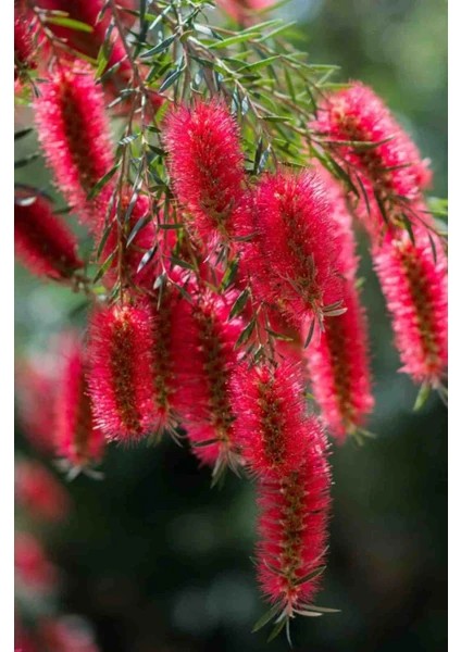 Callistemon Laevis Fırça Çalısı Fidanı