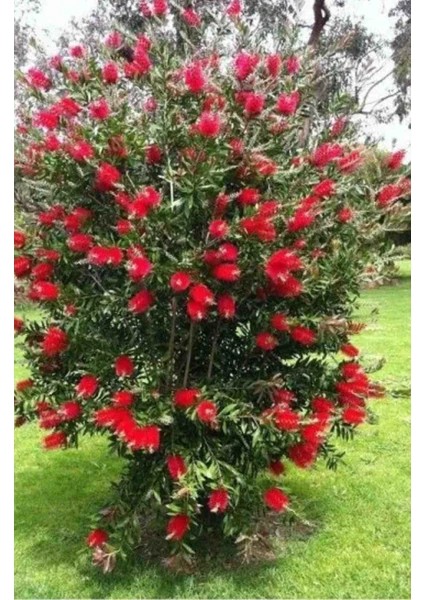 Callistemon Laevis Fırça Çalısı Fidanı
