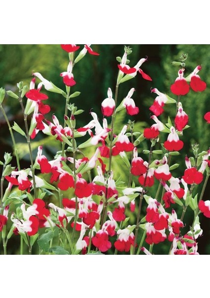 Salvia Splendens Kırmızı Çiçekli Ada Çayı Fidanı