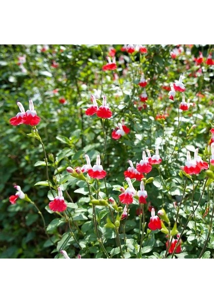 Salvia Splendens Kırmızı Çiçekli Ada Çayı Fidanı