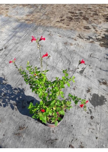Salvia Splendens Kırmızı Çiçekli Ada Çayı Fidanı