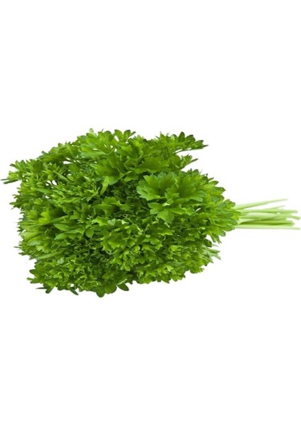 Kıvırcık Maydanoz (Frenk Maydanoz) 10 gr