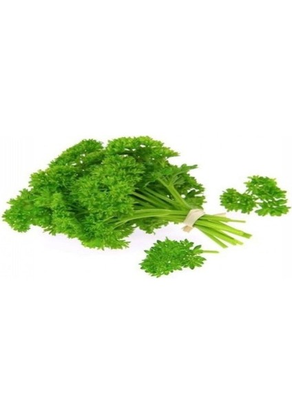 Kıvırcık Maydanoz (Frenk Maydanoz) 10 gr