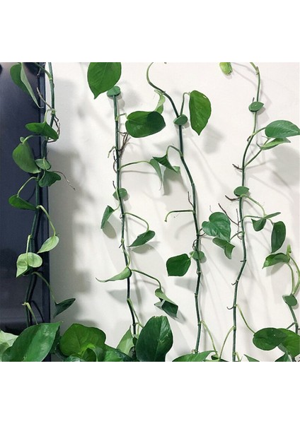 Bitki Tırmanma Duvarı Armatürleri Yaprak Tipi Armatürler Asma Kelepçeleri (Yurt Dışından) modelleri