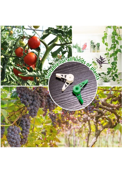 Düşük Stresli Eğitim Yeşili Için 60 Adet 360 Derece Ayarlanabilir Bitki Klipsi (Yurt Dışından) fırsatları