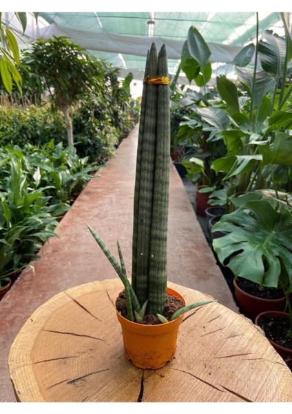 Sansevieria Cylindrica Paşa Kılıcı 38-42 cm