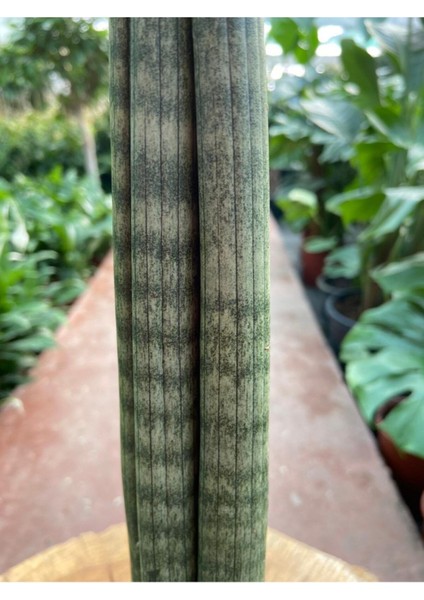 Sansevieria Cylindrica Paşa Kılıcı 38-42 cm fiyatları