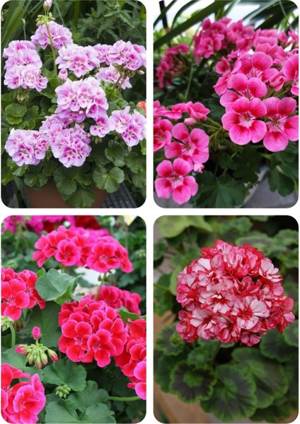 4 Renk Mis Kokulu Sardunya Fidanı 4 Mini Saksıda