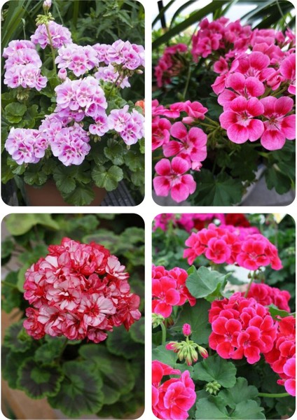 4 Renk Mis Kokulu Sardunya Fidanı 4 Mini Saksıda fiyatları