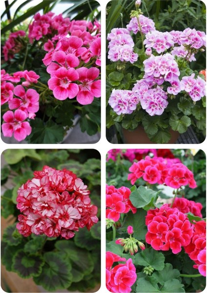 4 Renk Mis Kokulu Sardunya Fidanı 4 Mini Saksıda modelleri