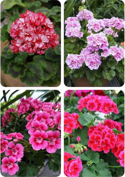 4 Renk Mis Kokulu Sardunya Fidanı 4 Mini Saksıda fırsatları