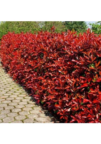 Alev Çalısı (Photinia Red Robin Nana) 170-200 cm