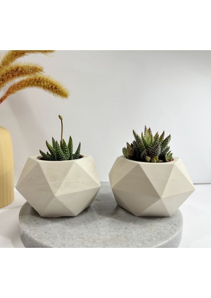 Canlı Çiçek ve Geometrik Saksı
