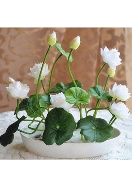 5 Adet Tohum Nadir Beyaz Kase Lotus Çiçeği Tohumu Mis Kokulu Lotus Hediye Tohumludur