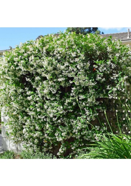 Arap Yasemini (Rhyncospermum Jasminoides) - Hoş Kokulu ve Dayanıklı Sarmaşık Bitkisi 100 Cm+