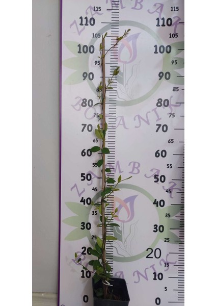 Arap Yasemini (Rhyncospermum Jasminoides) - Hoş Kokulu ve Dayanıklı Sarmaşık Bitkisi 100 Cm+