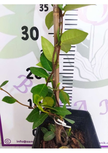 Arap Yasemini (Rhyncospermum Jasminoides) - Hoş Kokulu ve Dayanıklı Sarmaşık Bitkisi 100 Cm+