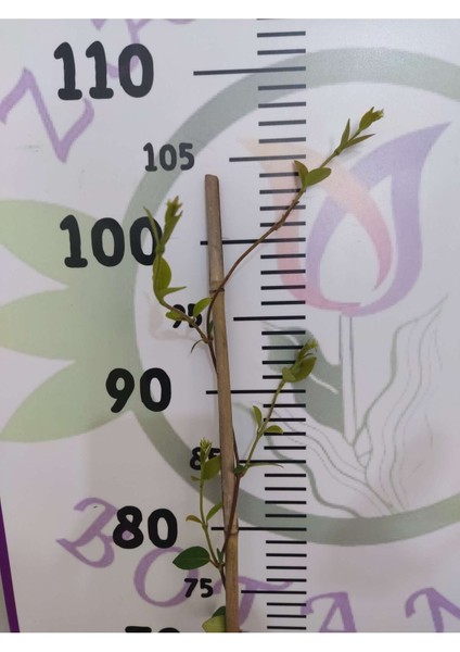 Arap Yasemini (Rhyncospermum Jasminoides) - Hoş Kokulu ve Dayanıklı Sarmaşık Bitkisi 100 Cm+