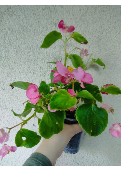Seker Begonyasi (Pembe )10-20CM