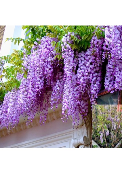 Sarmaşık Mor Salkım Ağacı Fidanı 60-80CM 1 Adet