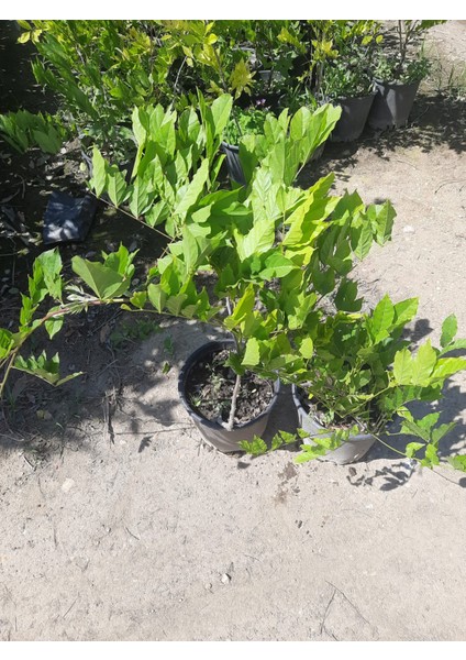 Sarmaşık Mor Salkım Ağacı Fidanı 60-80CM 1 Adet
