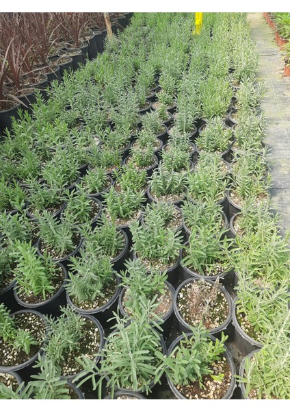 Lavanta Çiçeği Saksılı 20-30CM 1 Adet