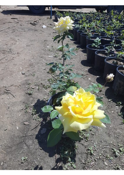 Yediveren Gül Sarı Renk 1 Adet 30-50CM