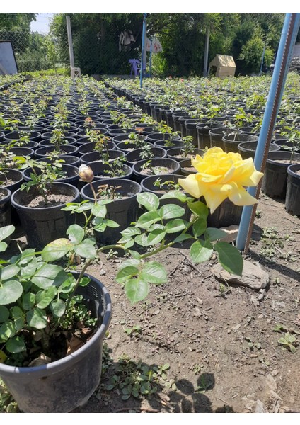 Yediveren Gül Sarı Renk 1 Adet 30-50CM