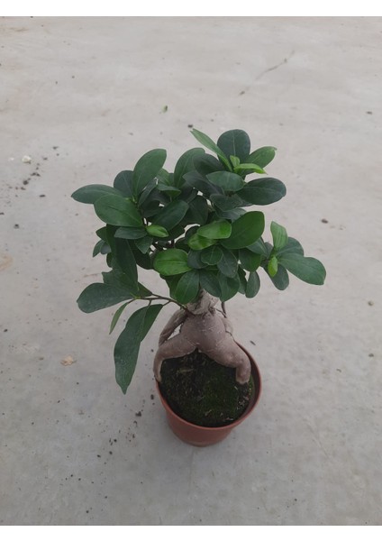 Bonzai Ev ve Ofis Bitkisi 20-30CM 1 Adet